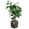 Magnolia Plant, (20”) -Broyhill 810498399