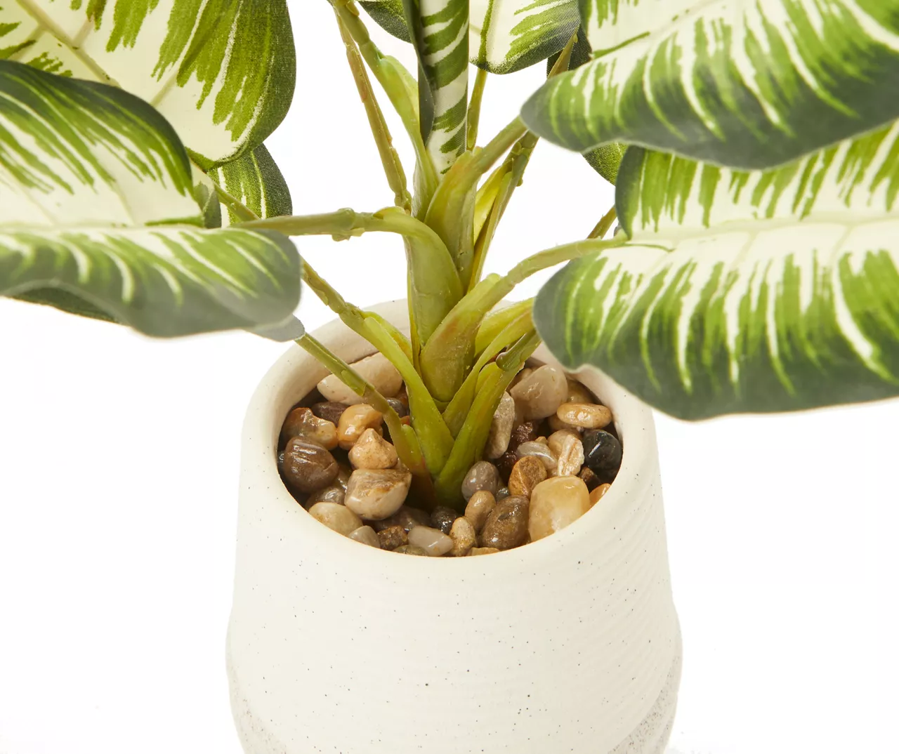 Zebra Plant In Ceramic Pot 4 Zebra Plant In Ceramic Pot - Image 2