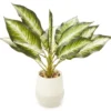 Zebra Plant In Ceramic Pot -Broyhill 810509522