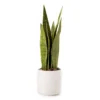 Wild Sedona Artificial Snake Plant With White Ceramic Pot -Broyhill 810604547 A0